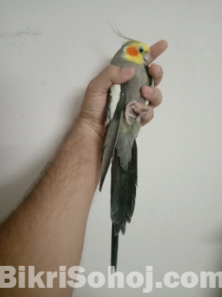 Big Size Gray Cocatel Adult Male